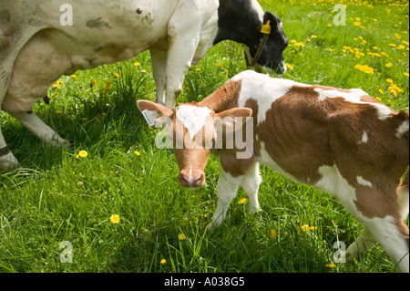 Week old calf and cow Banque D'Images