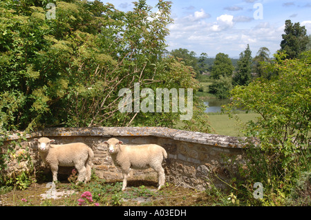 Deux AGNEAUX DANS UN JARDIN UK Banque D'Images