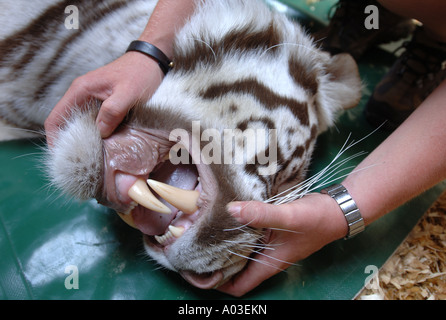 Un gardien VÉRIFIE LES DENTS D'une tigresse du Bengale blanc tranquillisés pour injecter des implants contraceptifs À WEST MIDLAND SAFARI PARK Banque D'Images