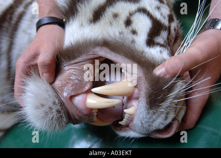 Un gardien VÉRIFIE LES DENTS D'une tigresse du Bengale blanc tranquillisés pour injecter des implants contraceptifs À WEST MIDLAND SAFARI PARK Banque D'Images