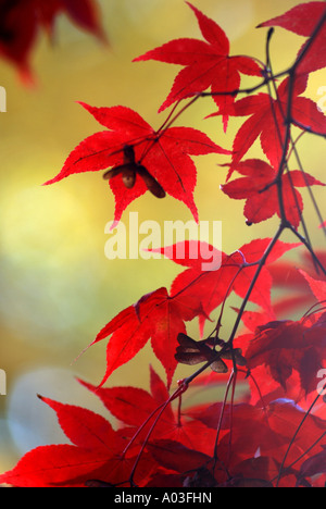 Acer palmatum OSAKAZUKI feuilles à l'automne, UK Banque D'Images