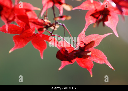 Acer palmatum OSAKAZUKI en automne, Westonbirt Arboretum, Gloucestershire, England, UK Banque D'Images