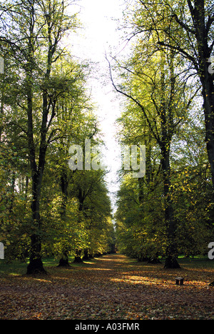 Avenue de la chaux en automne, Westonbirt Arboretum, Gloucestershire, England, UK Banque D'Images