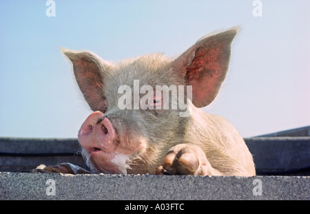 Cochon blanc moyen à plus de mur de la porcherie Banque D'Images