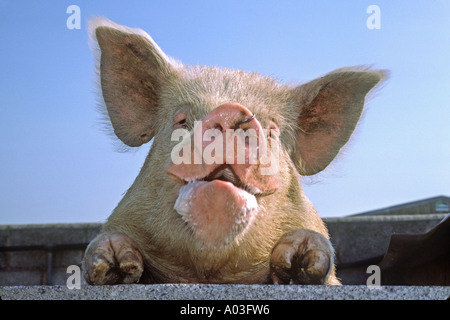 Cochon blanc moyen à plus de mur de la porcherie Banque D'Images