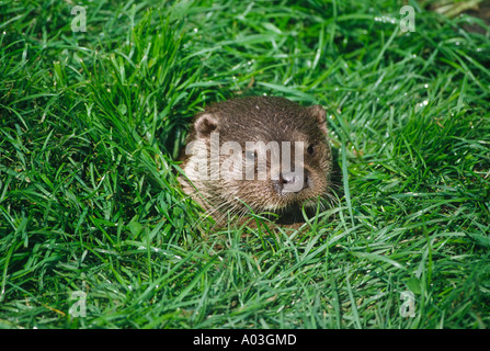 La Loutre européenne figurant à l'entrée du tunnel dans une rivière Lutra lutra UK Banque D'Images