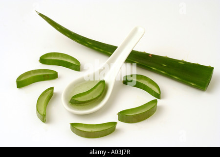 Usine de brûler l'Aloe vera Banque D'Images