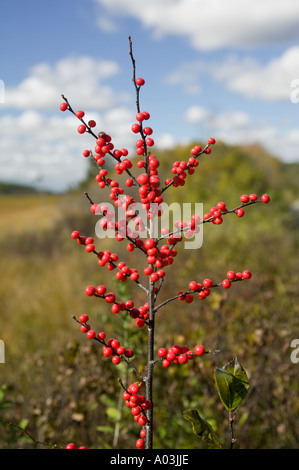 Membre de la famille Winterberry Houx Ilex verticillata Cranes Beach Reservation Ipswich Massachusetts Banque D'Images