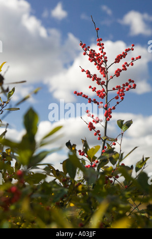 Membre de la famille Winterberry Houx Ilex verticillata Cranes Beach Reservation Ipswich Massachusetts Banque D'Images