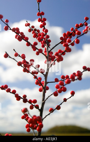 Membre de la famille Winterberry Houx Ilex verticillata Cranes Beach Reservation Ipswich Massachusetts Banque D'Images