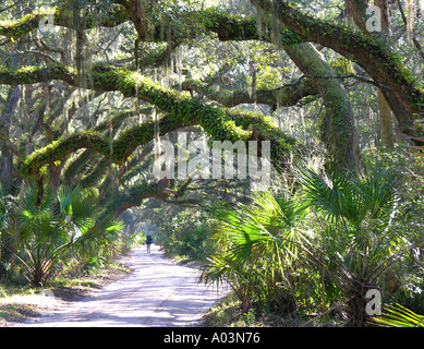 Un randonneur solitaire dans la forêt maritime sur Cumberland Island georgia usa Banque D'Images