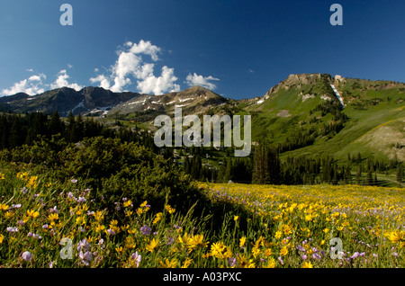 Printemps pré alpin avec des fleurs jaunes, Albion Bassin, Alta, Utah, USA. Banque D'Images