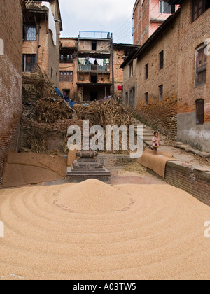 GRAINS DE RIZ récoltés séchant au soleil Bungamati Vallée de Katmandou Népal Asie Banque D'Images