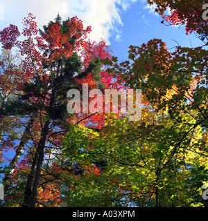 Extrait des feuilles d'automne Banque D'Images