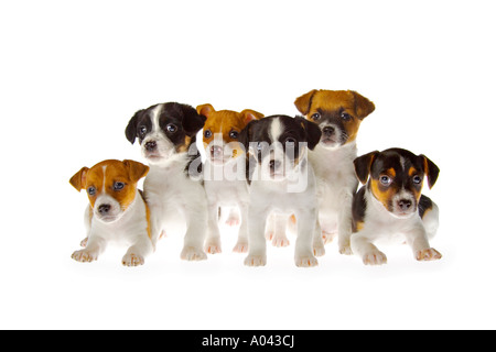 Groupe de 6 sept semaine Jack Russell Terrier chiots sur fond blanc assis et s'accroupissant sur le sol. JMH1982 Banque D'Images