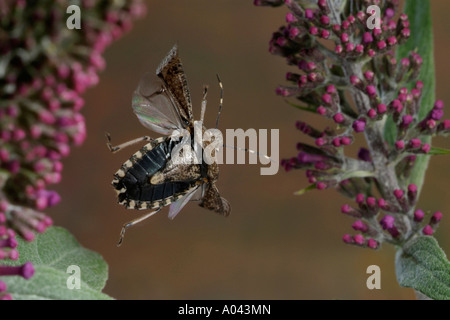 Rhaphigaster nebulosa (Bug shield) Banque D'Images