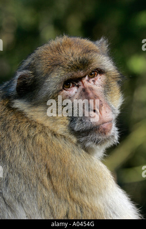 Barbary Ape - Barbary Macaque (Macaca sylvanus) Banque D'Images