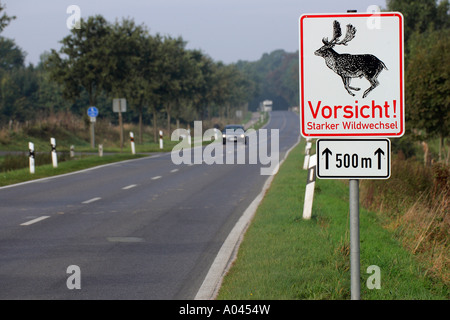 Panneau d'avertissement Fallow cerfs traversent la route au cours du rut (Cervus dama - Dama dama) - mâle Banque D'Images