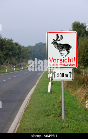 Panneau d'avertissement Fallow cerfs traversent la route au cours du rut (Cervus dama - Dama dama) - mâle Banque D'Images