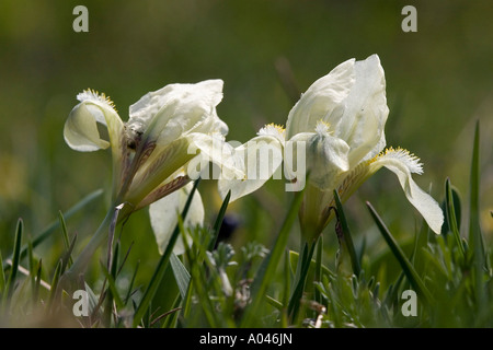 Iris barbata nana Banque D'Images