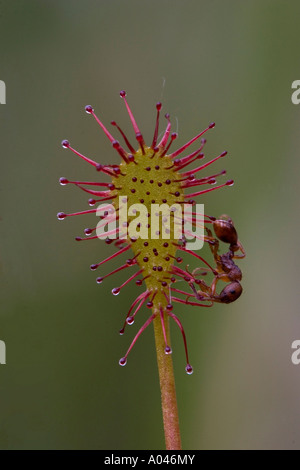 Drosera intermedia rossolis à feuilles oblongues Banque D'Images