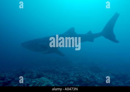 Ari Atoll Maldives holliday un requin baleine Rhincodon typus natation Banque D'Images