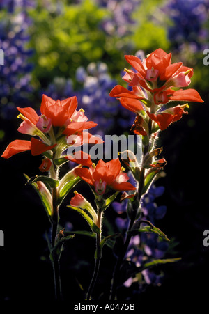 Scarlet indian paintbrush paintbrush Castilleja indivisa photographié à Karnes County Texas Banque D'Images