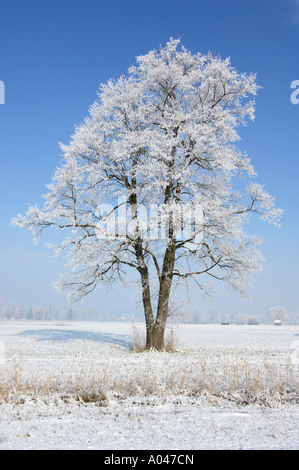 Arbre d'hiver, de l'aulne avec le givre Banque D'Images