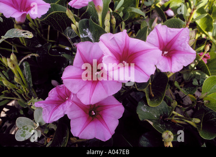 Les chèvres pied Morning Glory Ipomoea pes caprae Padre Island National Seashore Banque D'Images