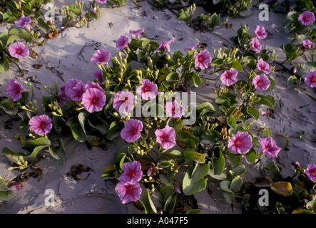 Les chèvres pied Morning Glory Ipomoea pes caprae sur Mustang Island près de Port Aransas Texas Banque D'Images