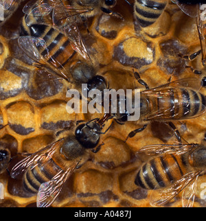 Les abeilles (Apis mellifera) sur un rayon de miel dans une ruche Banque D'Images