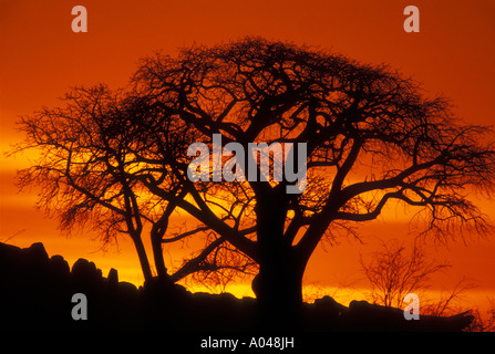 Afrique Botswana soleil couchant silhouettes arbre isolé sur Kubu Island sur Makgadikgadi Pan en désert du Kalahari Banque D'Images