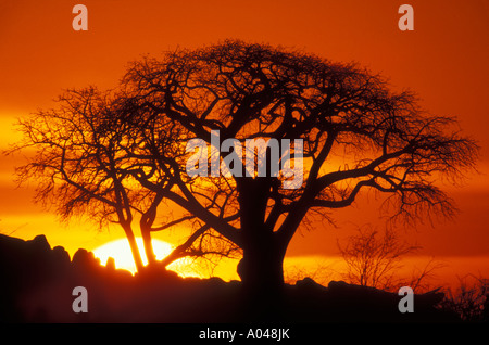 Afrique Botswana soleil couchant silhouettes arbre isolé sur Kubu Island sur Makgadikgadi Pan en désert du Kalahari Banque D'Images