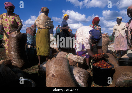 Afrique Kenya Ruira Pickers trier des sacs de grains de café Arabica récoltés sur Socfinaf coffee plantation en dehors de Nairobi Banque D'Images