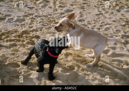 Deux chiots Lab jouer à la plage Banque D'Images