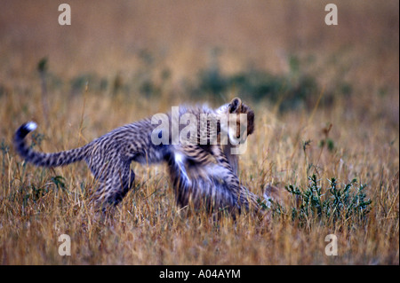 Afrique Kenya Masai Mara image floue de Cheetah cub Acinonyx jubatas jouant au crépuscule sur la savane Banque D'Images