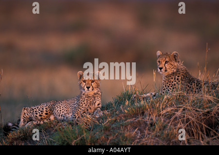 Afrique Kenya Masai Mara Cheetah cub Acinonyx jubatas reste au sommet termitière au coucher du soleil Banque D'Images