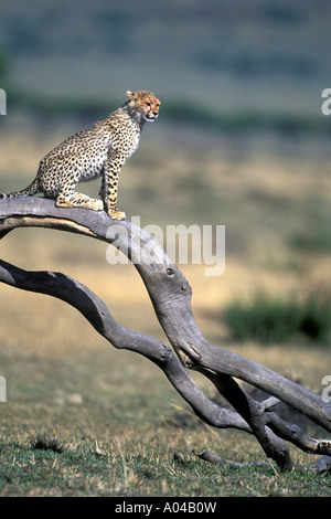 Afrique Kenya Masai Mara Cheetah cub Acinonyx jubatas joue sur la branche d'arbre sur savanna Banque D'Images