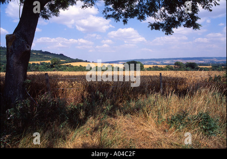 Vue éloignée sur la vallée de la Medway North Downs Way surplombant arbre en premier plan Kent UK Banque D'Images