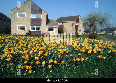 Jonquilles en fleur le bord de la route près de nouveau lotissement Woodmancote Cheltenham UK Banque D'Images