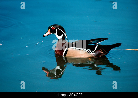 Bois de l'Amérique du Nord Aix sponsa canard male Wildfowl Wetland Trust Slimbridge UK Banque D'Images