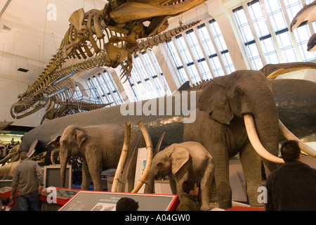 Expositions au Musée d'Histoire Naturelle de South Kensington, Londres, Angleterre La Grande-Bretagne Banque D'Images