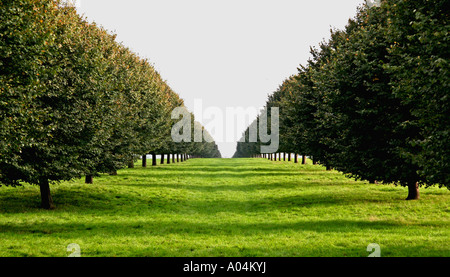 Allée d'arbres, le Palais de Blenheim, Woodstock, Oxfordshire, Englad Banque D'Images