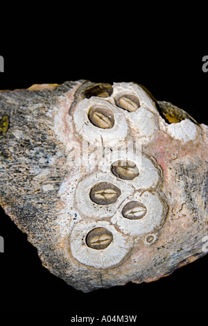 Les balanes tortue fossilisée sur Chelonibia testudinaria tortue Caretta caretta shell Espèces menacées Banque D'Images