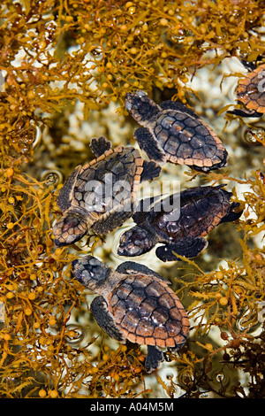 Les petites tortues tortue caouane Caretta caretta prendre refuge chez les mauvaises herbes sargassum natans Sargasses Centre Juno Beach en Floride Banque D'Images
