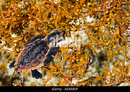 La tortue caouanne Caretta caretta prendre refuge chez les mauvaises herbes sargassum natans Sargasses Centre Juno Beach en Floride Banque D'Images