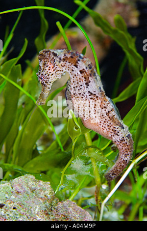 Longsnout seahorse hippocampe reidi seahorse mince ou note mâle pour la grossesse abdominale Mer des Caraïbes Banque D'Images