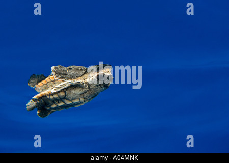 Tortues tortue caouanne Caretta caretta en eaux libres de la mer des Sargasses Océan Atlantique Nord Banque D'Images