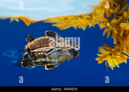 Tortue de mer loggerhead tortues Caretta caretta abritant parmi les mauvaises herbes de sargasses Sargassum natans, Océan Atlantique, mer des Sargasses Banque D'Images