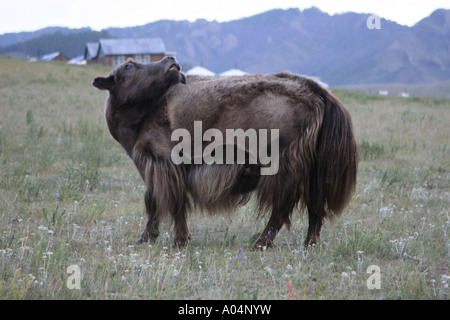 Yak sur des pâturages dans les steppes de Mongolie Banque D'Images